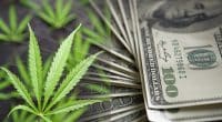 Pot Stock Rally In July