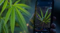 Best Marijuana Stocks Before September 2021