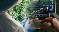 Best Marijuana Stocks To Buy Before September 2024