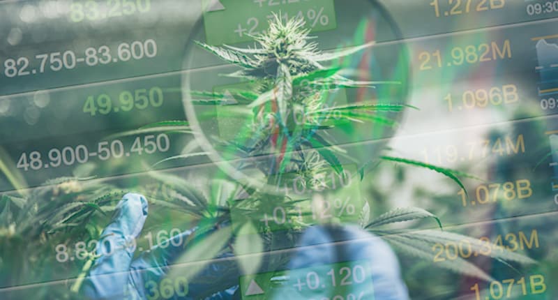 Best Pot Stock To Buy In August 3rd Week