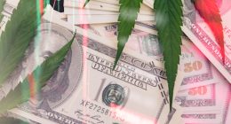 Cannabis Stocks To Buy 4th Week In August