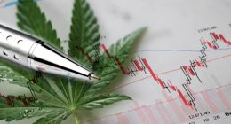 Marijuana Stocks Right Now While Stocks Are Down