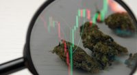 Best Cannabis Stocks To Buy In November