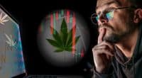 Best Marijuana Stocks Next Week In October
