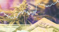 Marijuana Stocks For Your November Watchlist