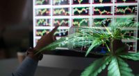 Best Cannabis Stocks To Watch Today In 2021_
