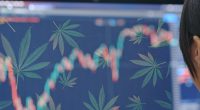 Best Pot Stocks In The First Week Of November 2021