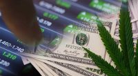 Top Cannabis Stocks After Thanksgiving