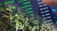 Top Marijuana Stocks First Week In November