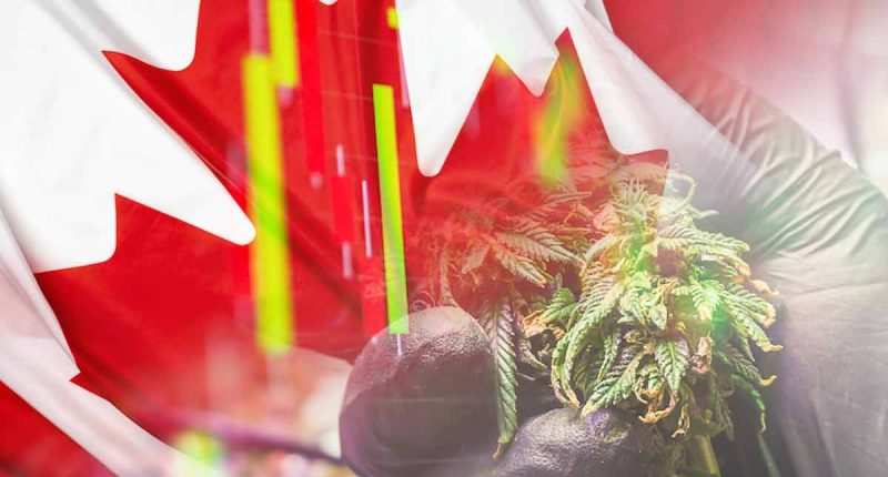 Best Canadian Cannabis Stocks For December 2021