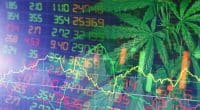 Marijuana Stocks Chart Graph Leaf