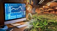 Top Cannabis Stocks To Watch Before 2024