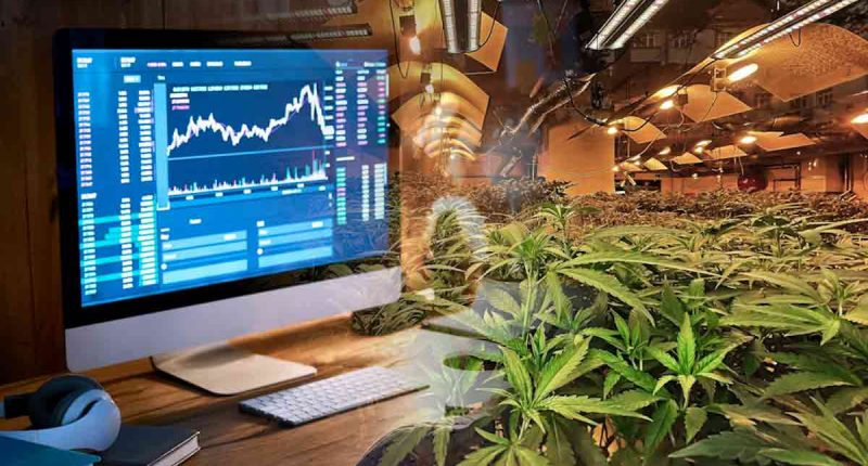 Top Cannabis Stocks To Watch Before 2024