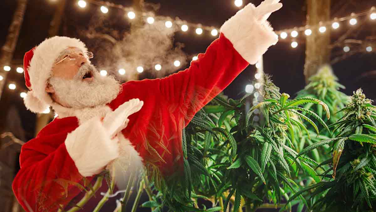 Top Marijuana Stocks To Watch In A Santa Claus Rally