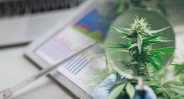 Top Marijuana Stocks To Watch In January 2023