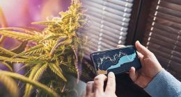 Top Pot Stocks For Gains In 2022