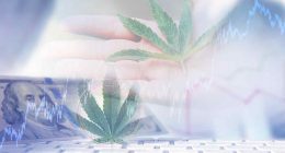 Best Cannabis Stocks Before March Earnings