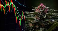 Top Marijuana Stocks To Keep On Your February Watchlist