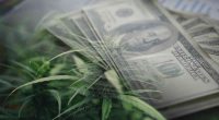 Top Pot Stocks For 2024 Gains