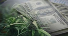 Top Pot Stocks For 2024 Gains