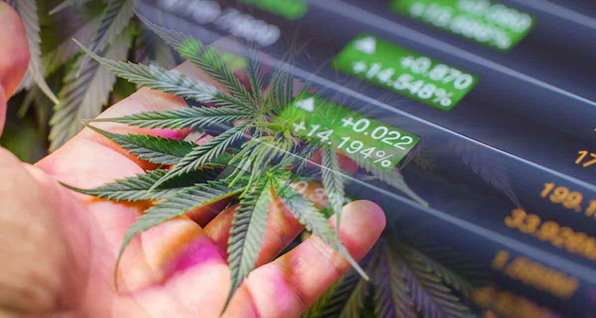 Marijuana Stocks Cannabis Investments and News. Roots of a Budding