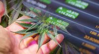 Top Ancillary Cannabis Stocks for November 2023