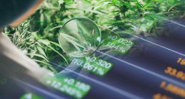 Top Pot Stocks to Watch This Week In March 2024