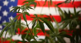states_legalized_marijuana
