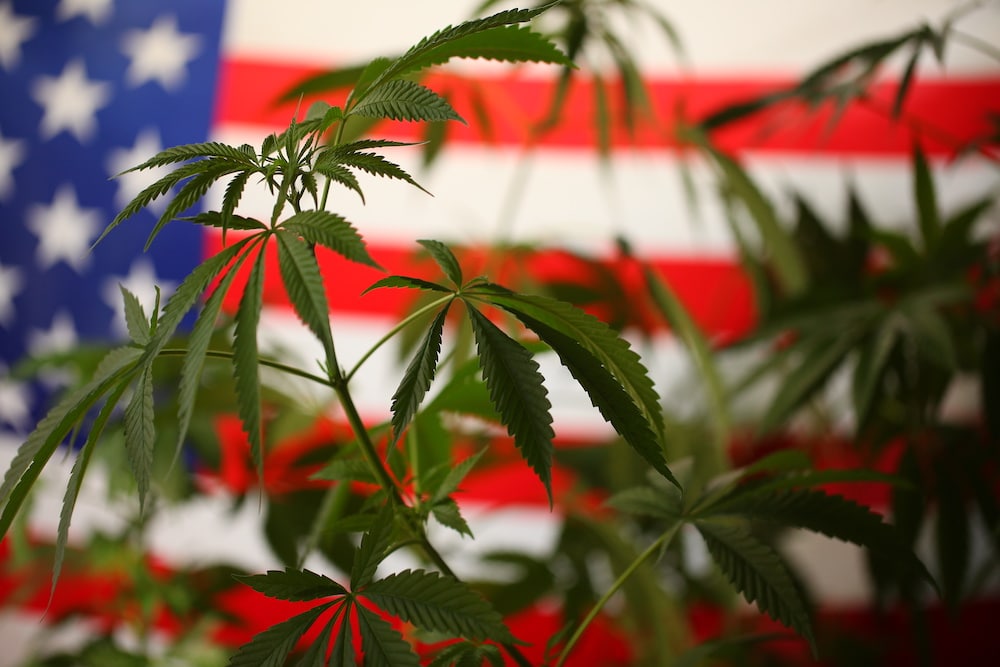 states_legalized_marijuana