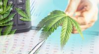 Best Cannabis Stock For Gains In 2024