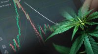 Best Cannabis Stocks To Buy Now In November