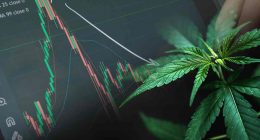 Best Cannabis Stocks To Buy Now In November