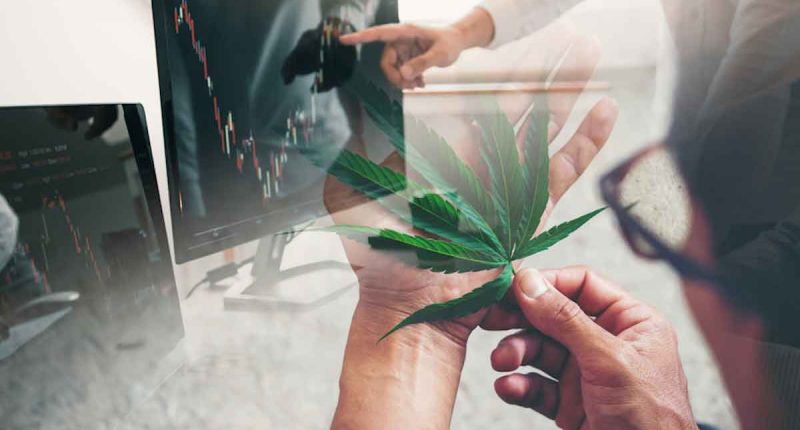 Best Marijuana Stocks For Memorial Weekend 2023