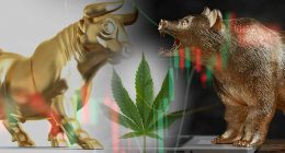Bulls Vs Bears In Marijuana Stocks 2024