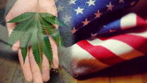 Top U.S. Marijuana Stocks to Watch in Mid-January 2024