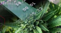 Top Cannabis Stocks For End Of March 2024