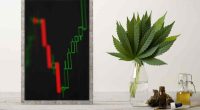 Top Marijuana Stocks To Buy In May Right Now