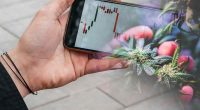 Trading Top Marijuana Stocks In July