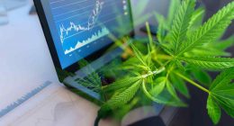 Cannabis Investors Are Focused On Top Canadian Marijuana Stocks