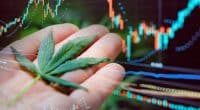 Pot Stocks In January To Watch