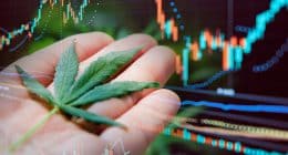 Pot Stocks In January To Watch