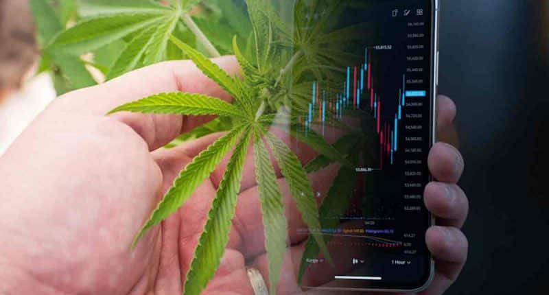 Top Cannabis Stocks To Watch Reporting Earnings Early August