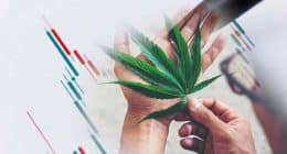 op Cannabis Stock Mid 2022