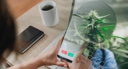 Best Marijuana Stocks To Buy Now? 3 To Watch In Early March
