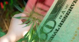 Best Cannabis Stocks To Buy 3rd Week of August