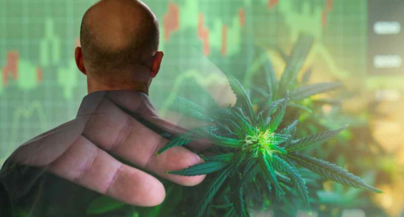 Best Cannabis Stocks To Buy In August