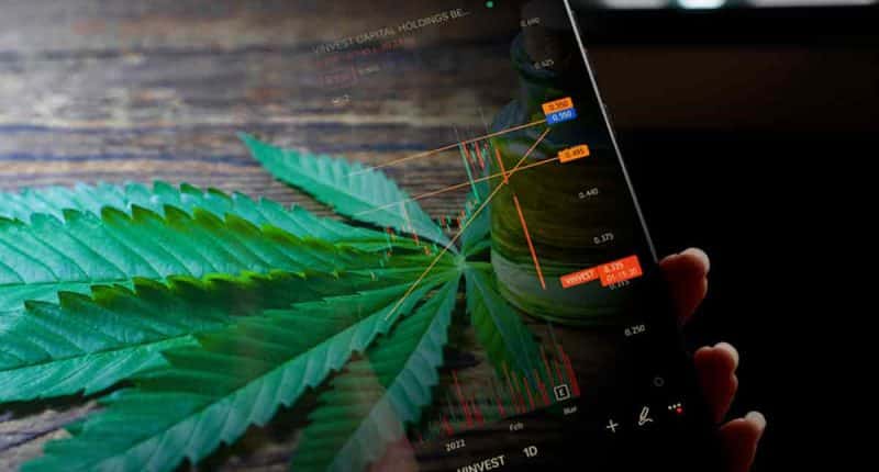 Top Marijuana Stocks To Watch Before Next Week