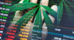 Top Marijuana Stocks To Watch This Week In January 2024