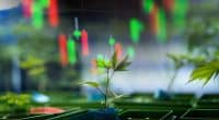 Investor Alert: Top Canadian Cannabis Picks for March 2024