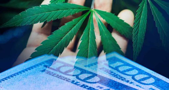Pot Stocks To Watch In August 2025